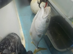 メジロの釣果