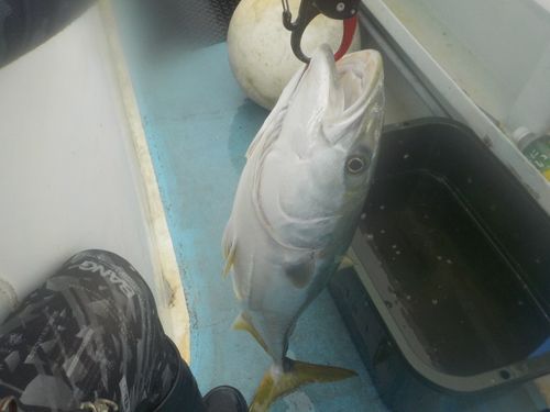 メジロの釣果
