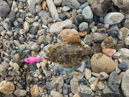 ソゲの釣果