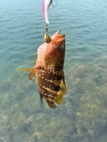 ソゲの釣果