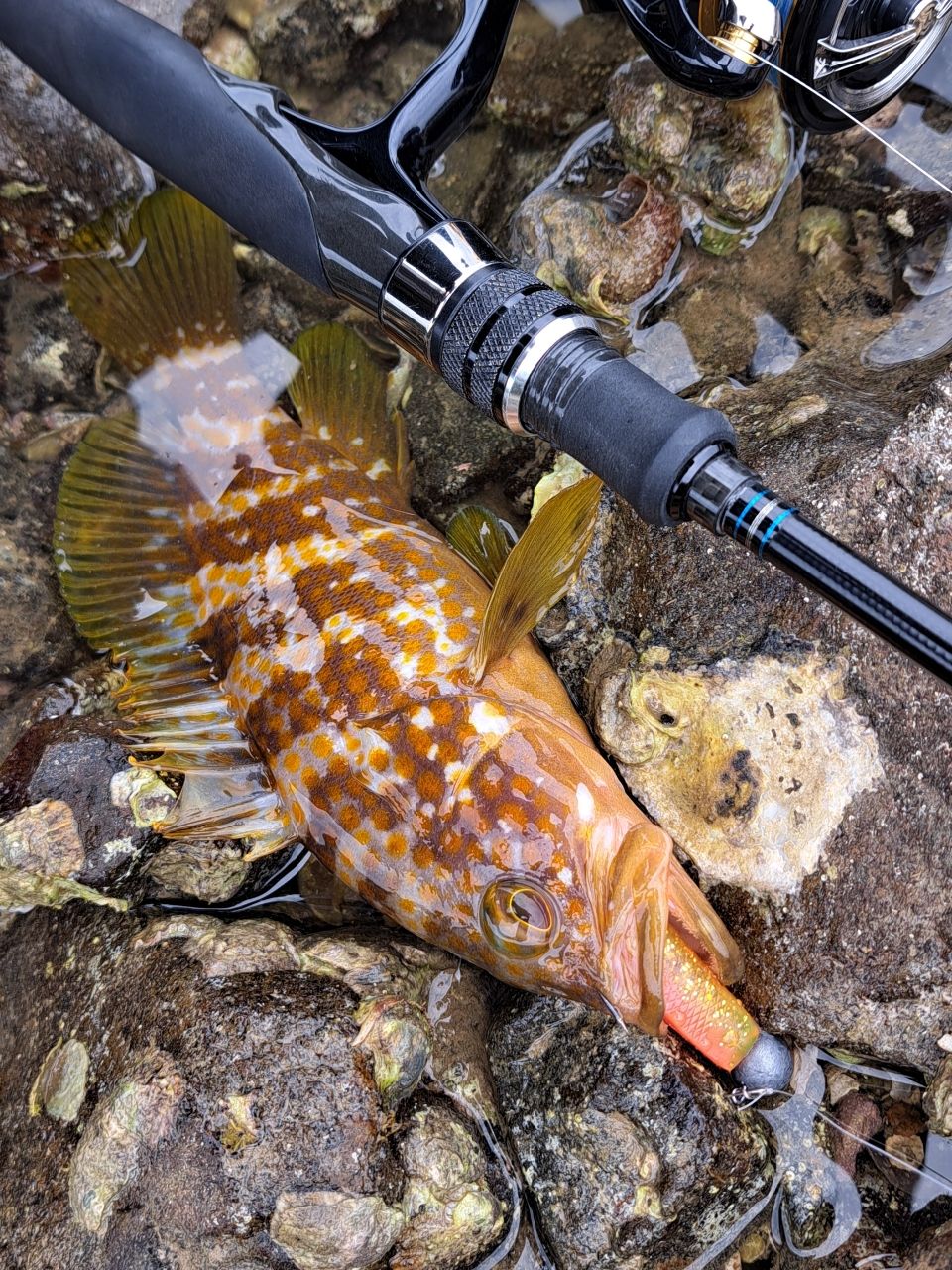 キジハタ・カサゴ・アオリイカの釣果写真