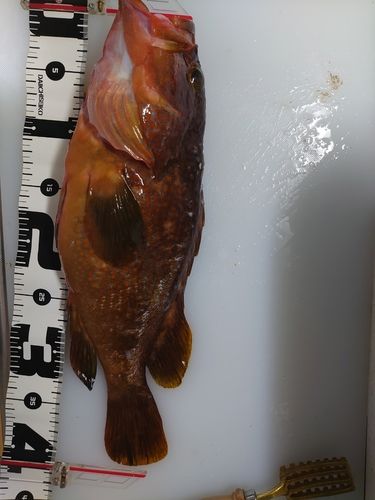 キジハタの釣果