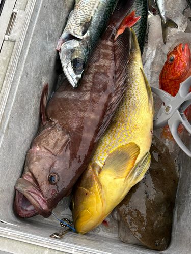 マハタの釣果