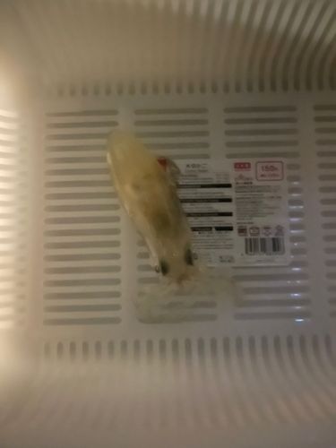 ヒイカの釣果