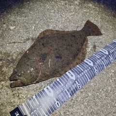 ヒラメの釣果