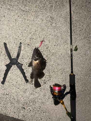 クロソイの釣果