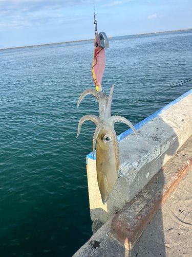 マメイカの釣果