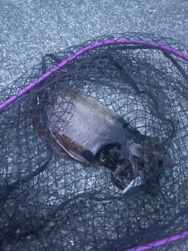 コウイカの釣果