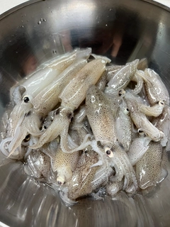 ヒイカの釣果