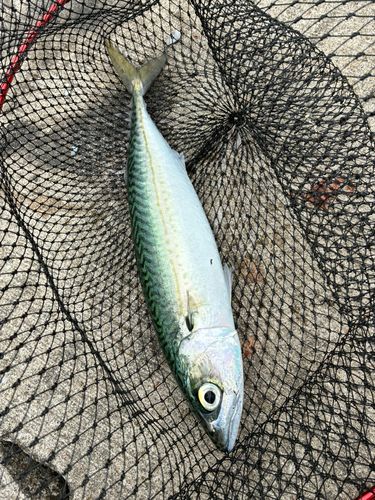 サバの釣果