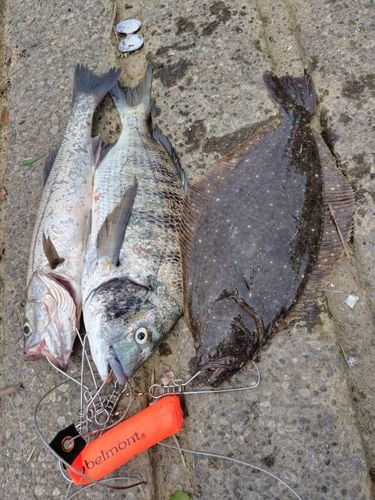釣果