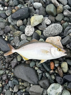 ショゴの釣果