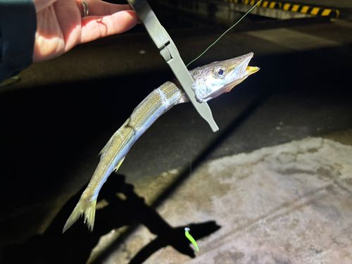 カマスの釣果