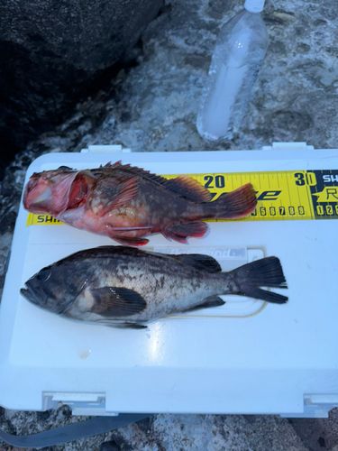 カサゴの釣果