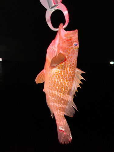 キジハタの釣果
