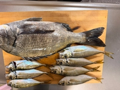 アジの釣果