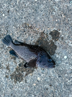 クロソイの釣果
