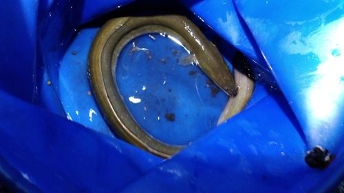 ウナギの釣果