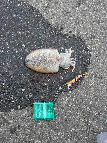 シリヤケイカの釣果