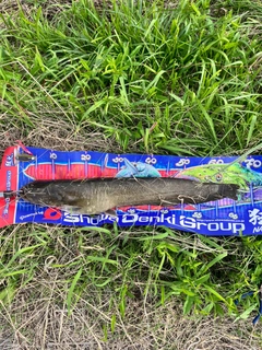ナマズの釣果