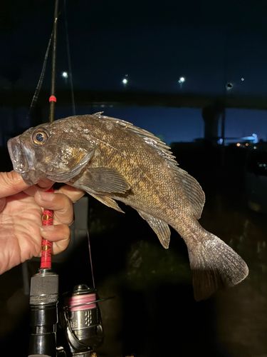 クロソイの釣果