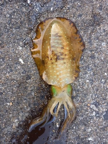 アオリイカの釣果