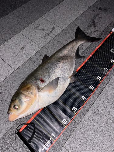 釣果一覧】旧江戸川で釣れたハクレン - アングラーズ | 釣果600万件の