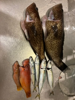 オオモンハタの釣果
