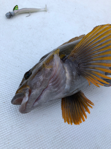 アイナメの釣果