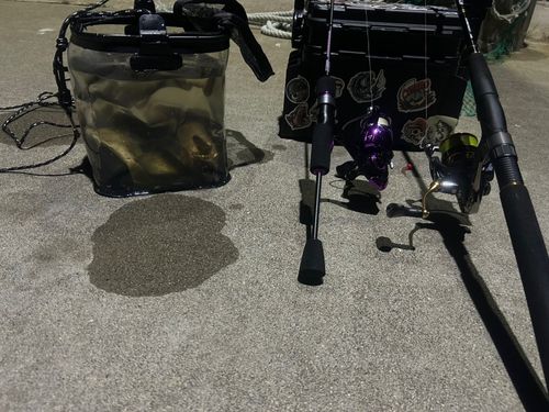 エゾメバルの釣果