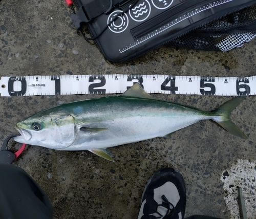ワラサの釣果