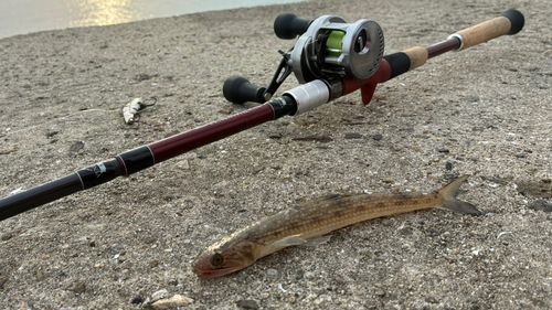 エソの釣果