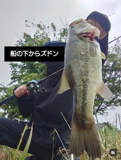 ブラックバスの釣果