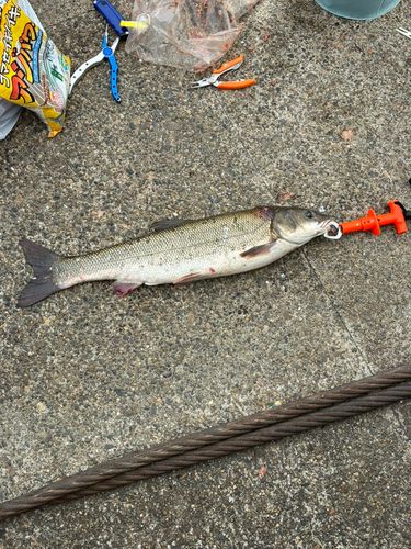 マルタウグイの釣果