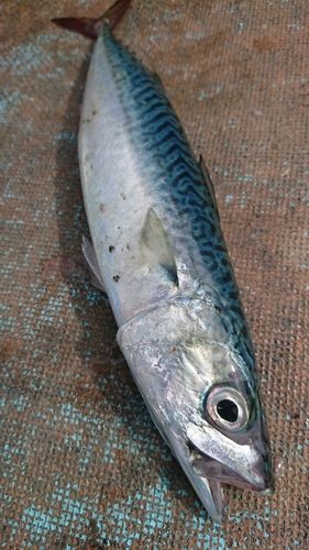 サバの釣果