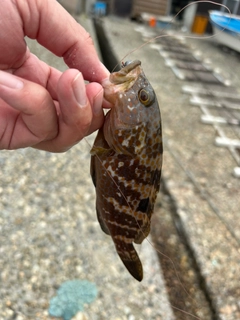 キジハタの釣果
