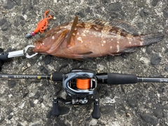 キジハタの釣果
