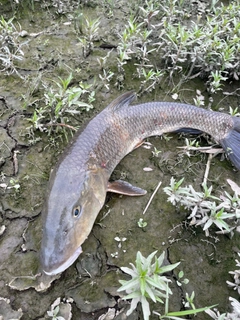 ニゴイの釣果