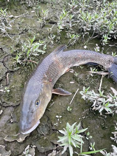 ニゴイの釣果