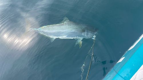 メジロの釣果