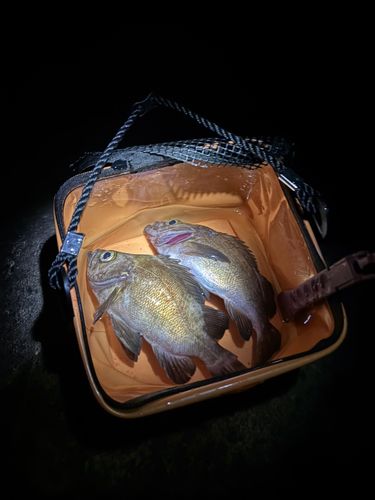 メバルの釣果