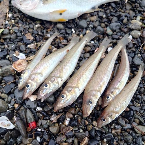 シロギスの釣果