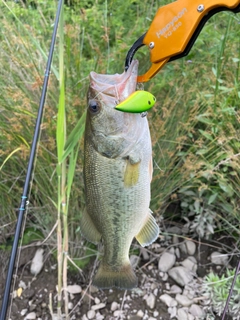 ラージマウスバスの釣果
