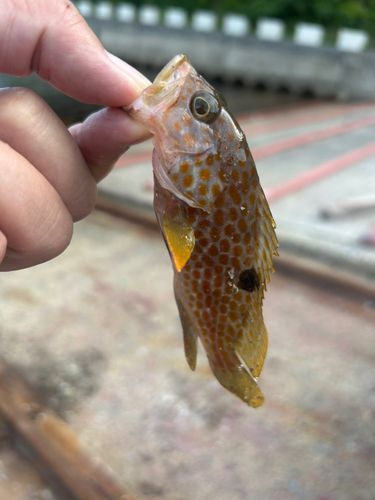 キジハタの釣果