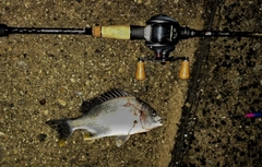 キビレの釣果