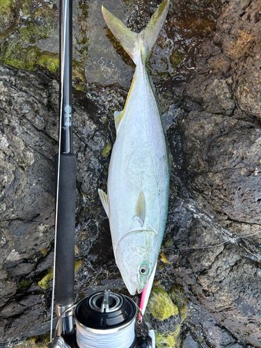 ヤズの釣果
