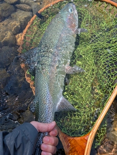 ニジマスの釣果