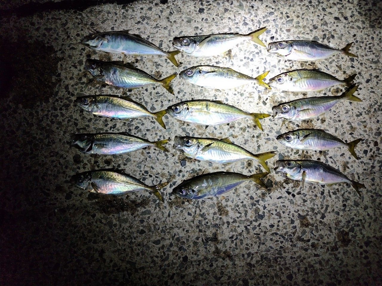 SHIMANO 21ソアレXR S54SUL-Sの釣果一覧 | 本音の口コミが集まる釣具