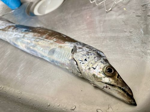 タチウオの釣果