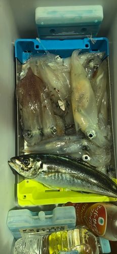 ケンサキイカの釣果